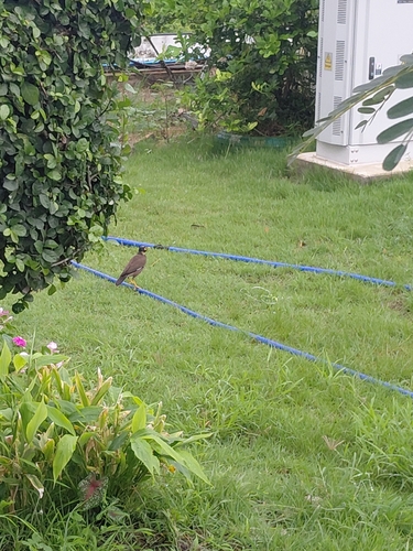 Common Myna