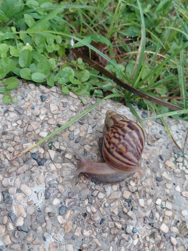 African Giant Snail