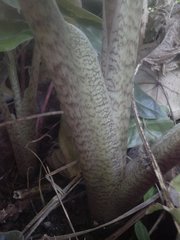 Alocasia amazonica