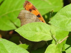 Polygonia interrogationis