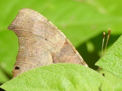 Polygonia interrogationis