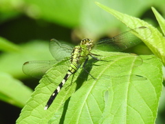 Erythemis simplicicollis