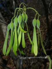 Gyrocarpus mocinoi