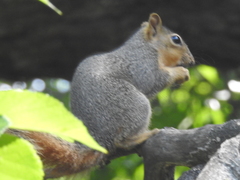 Sciurus niger