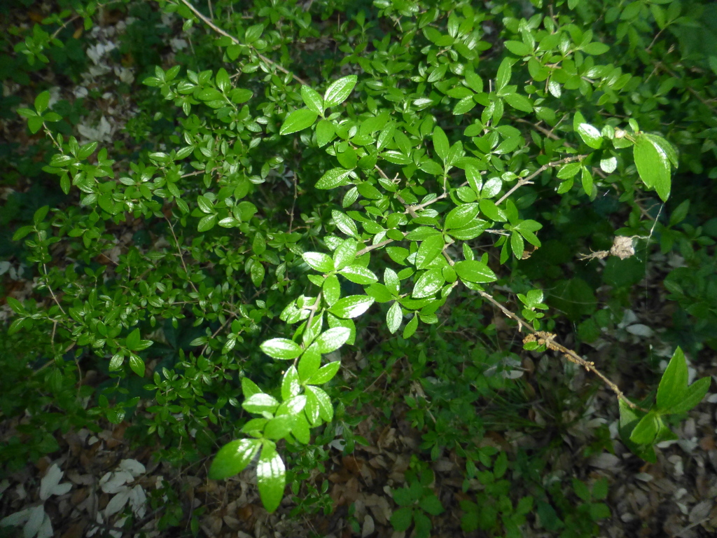 Texas Mock Orange