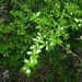 Texas Mock Orange - Photo (c) Brush F, some rights reserved (CC BY-NC), uploaded by Brush F