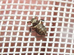 Pissonotus flabellatus