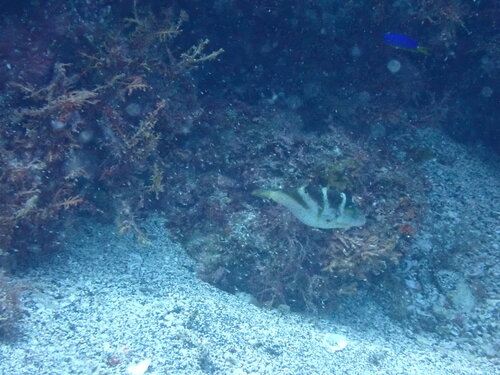 Canthigaster axiologus observed 2026-08-19