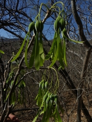 Gyrocarpus mocinoi