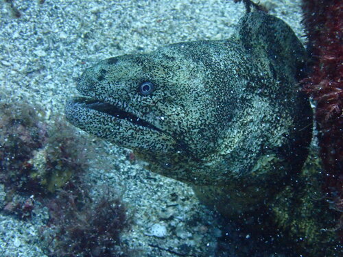 Gymnothorax kidako observed 2026-08-19