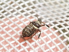 Pissonotus flabellatus