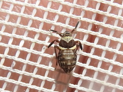 Pissonotus flabellatus