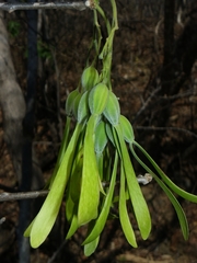 Gyrocarpus mocinoi