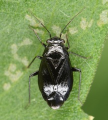 Slaterocoris