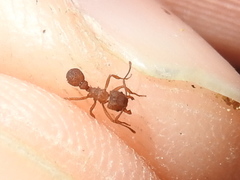 Trachymyrmex septentrionalis