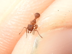 Trachymyrmex septentrionalis