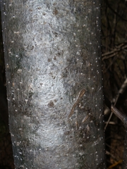 Gyrocarpus mocinoi