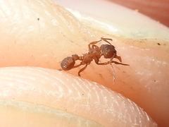 Trachymyrmex septentrionalis