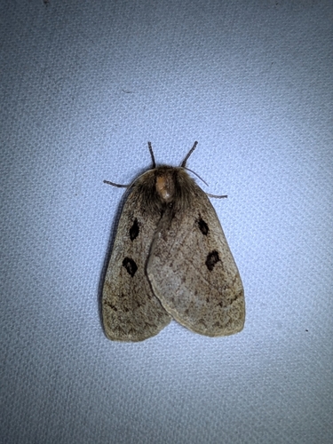 Eyespot Anthelid Moth