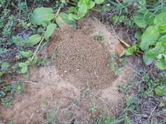 Trachymyrmex septentrionalis