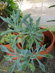 Baculellum articulatum × senecio oxyriifolius tropaeolifolius