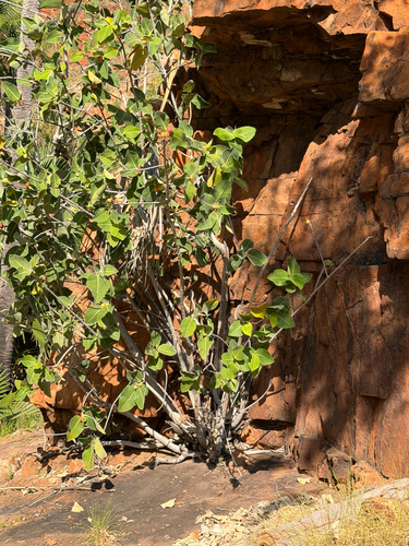 Ficus platypoda observed 2026-08-20