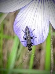 Oedemera atrata
