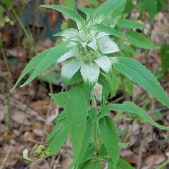 Monarda stanfieldii