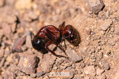 Camponotus dumetorum