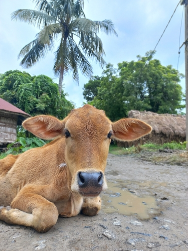 Domestic Cattle