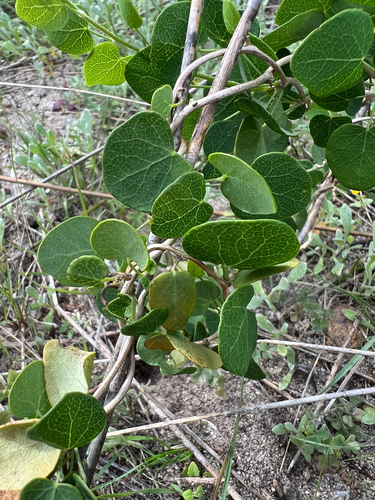Cissampelos capensis, photograph 3