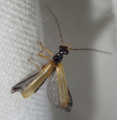 Rhagonycha lignosa