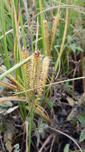 beaked sedge