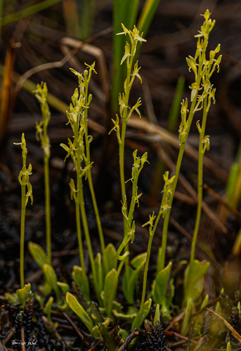 bog adder's-mouth orchid