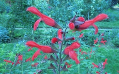 Salvia chamaedryoides