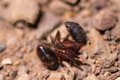 Camponotus dumetorum