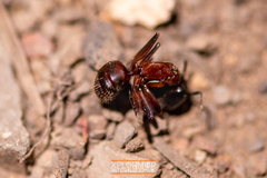 Camponotus dumetorum