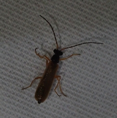 Rhagonycha lignosa