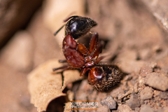 Camponotus dumetorum