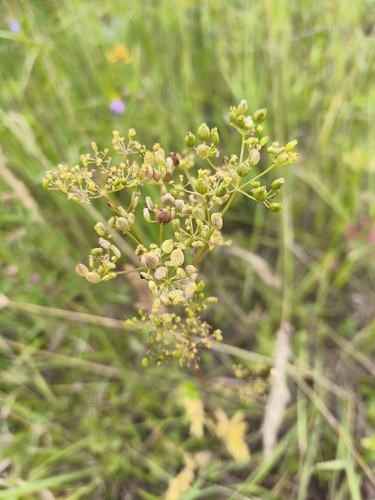 Наблюдение на iNaturalist