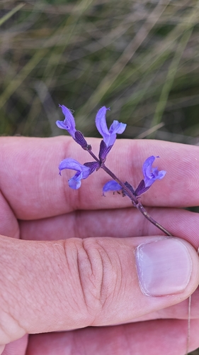 Salvia dumetorum, photograph 5