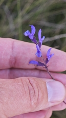 Salvia dumetorum, photograph (c) relew, some rights reserved (CC BY)