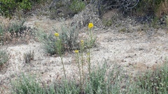 Erysimum capitatum capitatum
