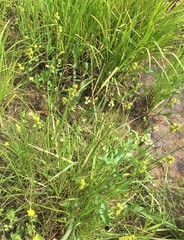 Carex opaca