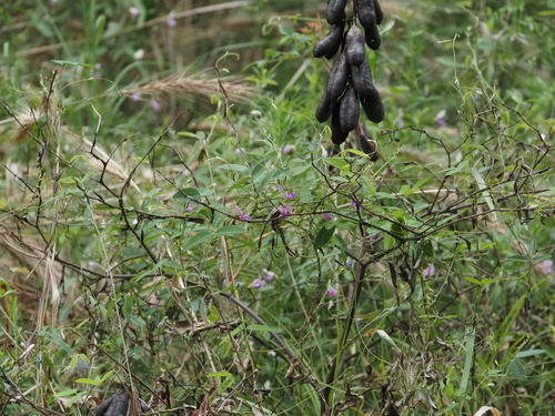 Baptisia alba, photograph 3