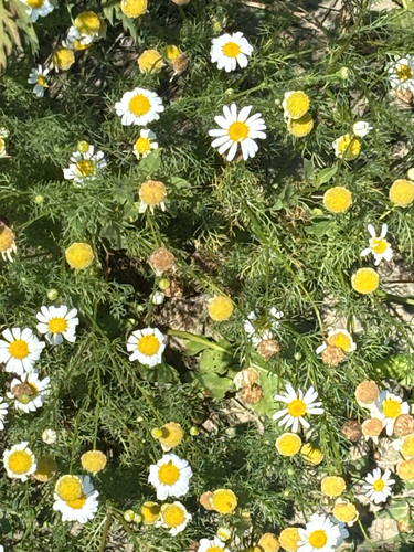 German Chamomile