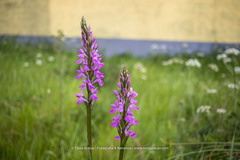 Dactylorhiza elata