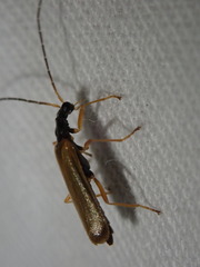 Rhagonycha lignosa