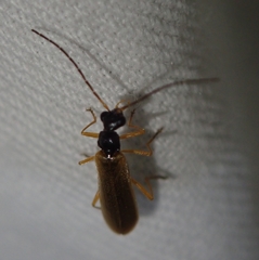 Rhagonycha lignosa