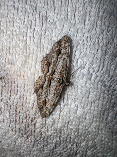Didymoctenia exsuperata
